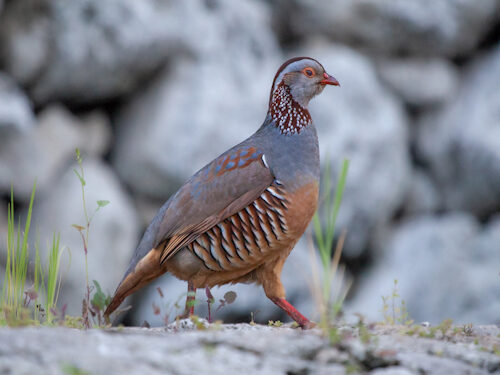 Alectoris barbara, Felsenhuhn