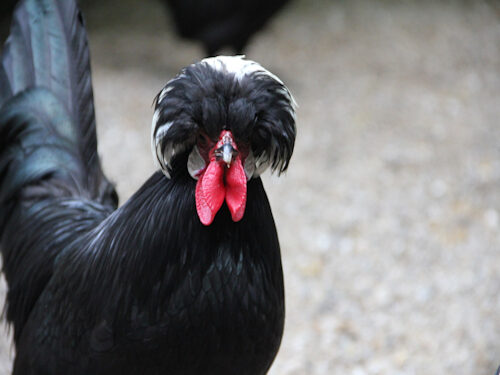 weißhaubenhuhn